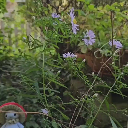 Miko the Mushroom Man Crochet Pattern